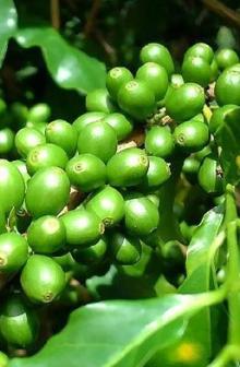 green  coffee  bean  extract   powder 
