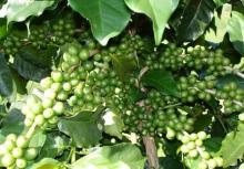 Green  coffee  extract