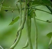 White-Kidney-Bean-P.E.