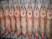 Halal Frozen Lamb Carcass