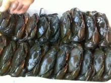 soft shell crabs
