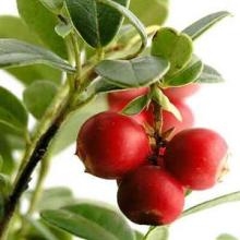 Cranberry Extract Powder