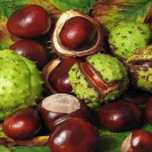 Aesculus Hippocastanum Seed Extract
