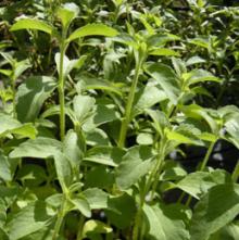 Stevia P.E.