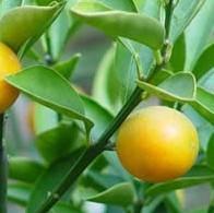 Bitter Orange Fruit Extract