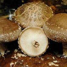  Shiitake   Mushroom  Extract Powder