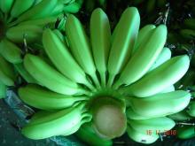 Emperor Banana