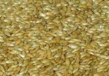  Canary   seed s