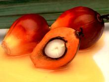 100% Premium Grade RBD Palm Olein