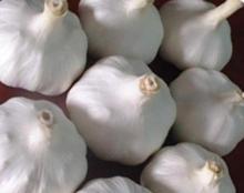 super shandong garlic