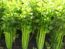 superior quality fresh celery