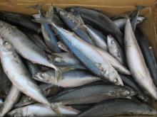 (w/r)300-400g frozen mackerel