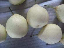 Botou  fresh   ya   pear 