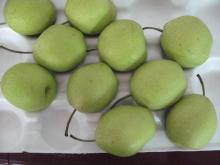 Hebei fresh snow pear