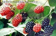  mulberry   extract 