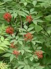 elderberry extract