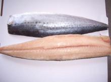  Frozen   Mackerel  Fillet (A Grade)
