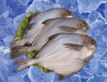  Frozen   Silver   Pomfret 
