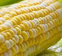 SUPER SWEET GIANT WHITE,YELLOW AND RED CORN