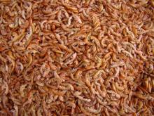 SD Gammarus (small)-Fish food, Aquarium  Fish Food,pet food