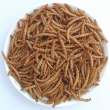 FD Mealworms-Fish food,Aquarium Fish Food,pet food