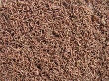 Freeze Dried Bloodworms-Fish food,Aquarium Fish Food,pet food