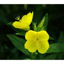 Evening Primrose Oil
