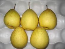 New crop ya pear