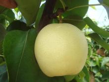 Botou fresh golden pear