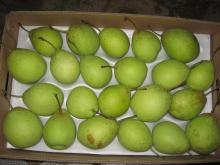 Botou green ya pear