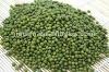  fresh   mung   bean 