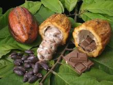 cocoa and coffee farm for sale cocoa powder