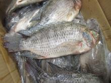 Whole Gutted And Scaled Frozen Tilapia Fish 350-550g