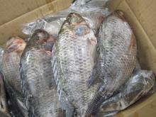 Frozen Tilapia Fish 550/750g
