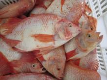 Frozen Red Tilapia Fish