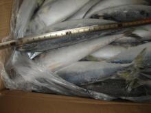 Frozen Pacific Mackerel