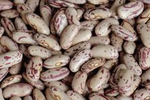 light speckled kidney bean,light speckled kidney bean,light speckled kidney bean,