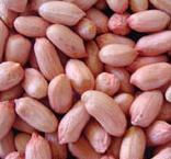 Peanut Kernels