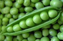 canned fresh peas