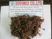 Sargassum