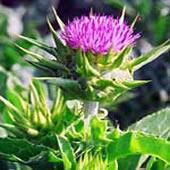 Milk Thistle P.E.