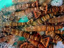 tiger prawns