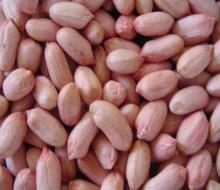 Peanut Kernels (long shape