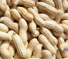 Peanut   Inshell 