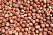 Good quality hazel nuts