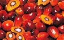 Quality palm nuts