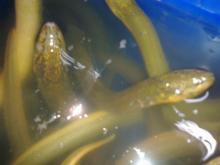 SWAMP EEL