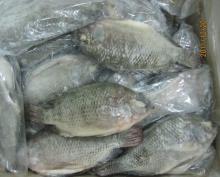 Fresh Frozen Black TILAPIA Whole Gutted & Scaled