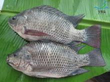 3 to tilapia