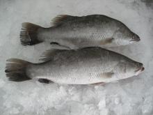 3 to Barramundi